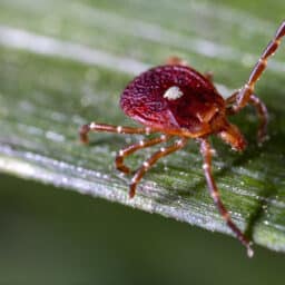 Lonestar tick closeup.
